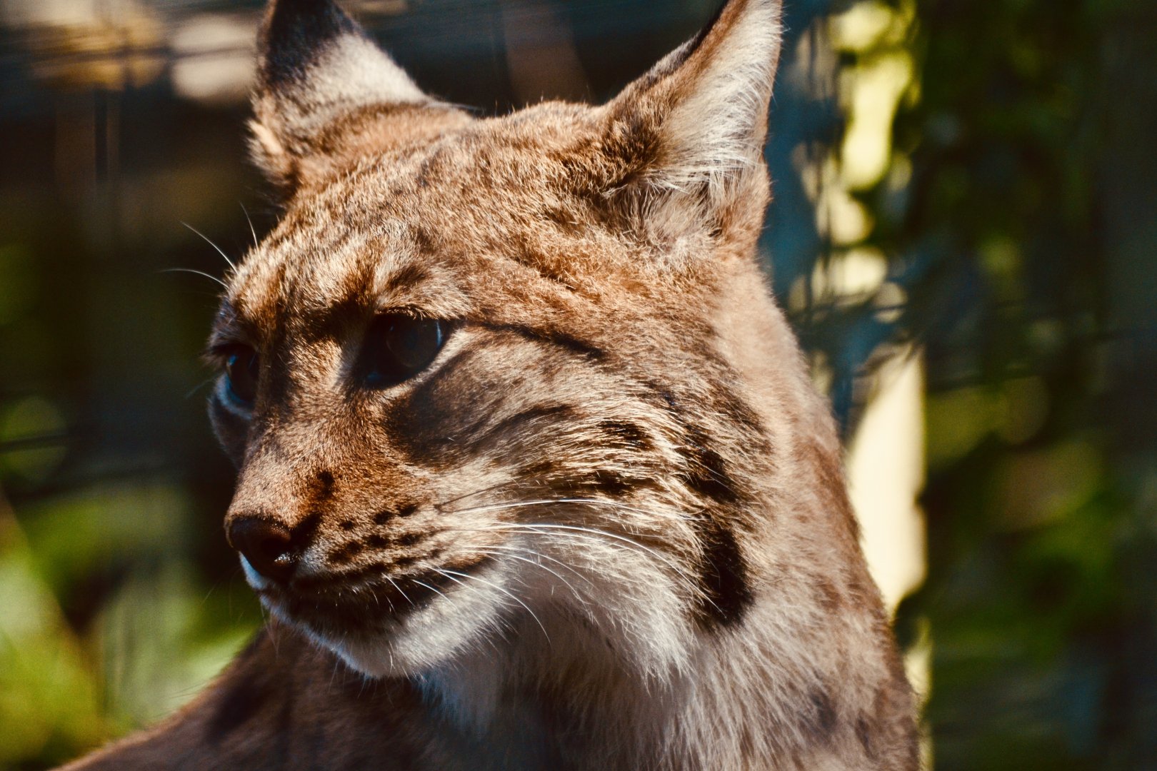 Carpathian Lynx - September 2020