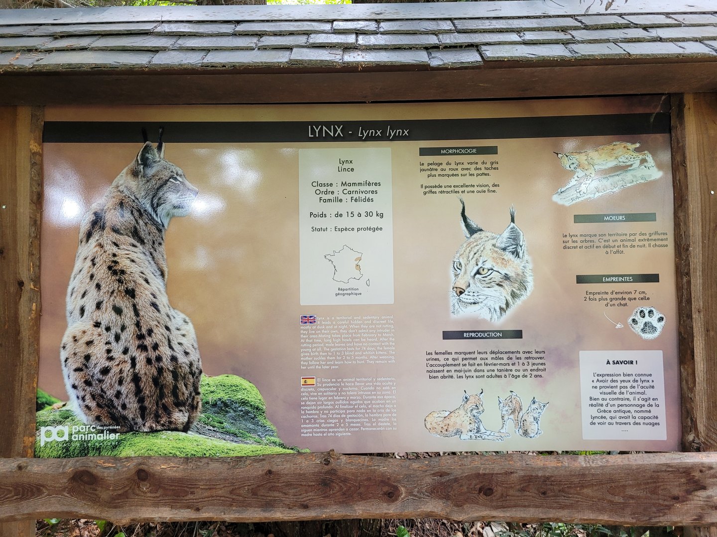 Carpathian lynx sign -Parc Animalier des Pyrénées (2023)