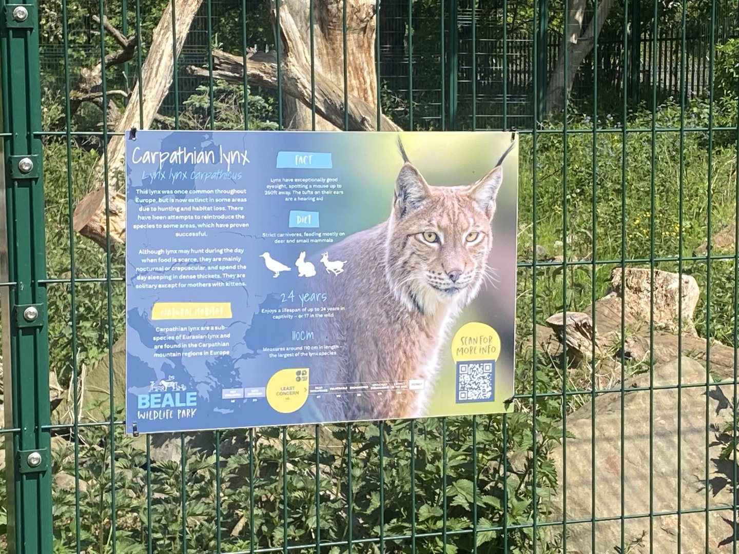 Carpathian lynx signage 090525