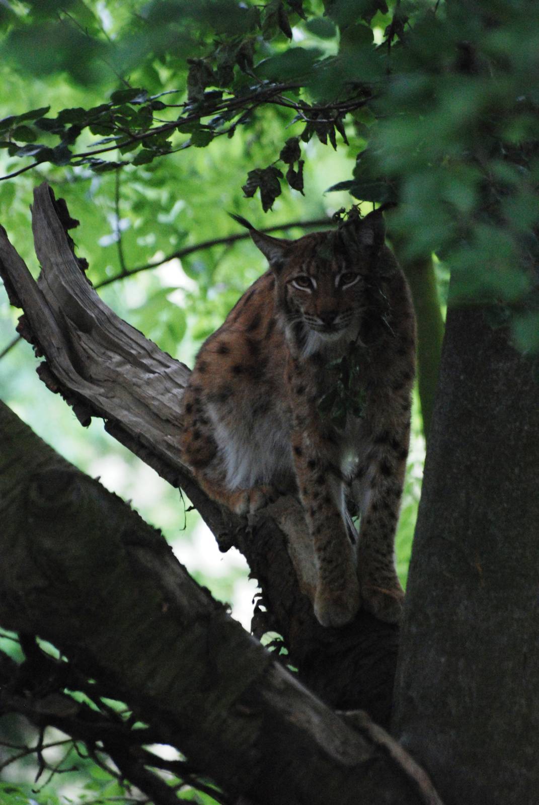 Carpathian Lynx Up a Tree at Osnabrück, 03/06/12