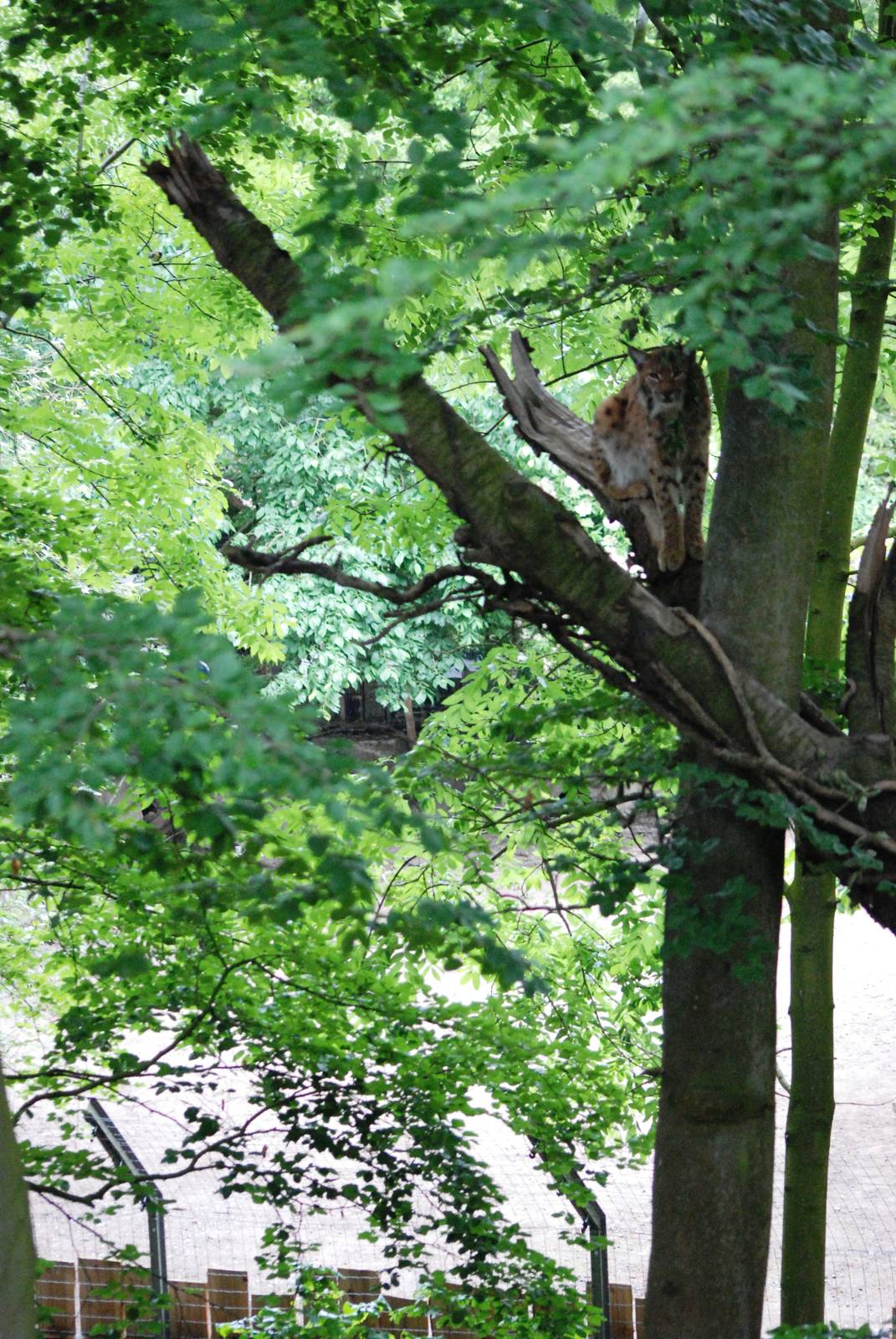 Carpathian Lynx Up a Tree at Osnabrück, 03/06/12