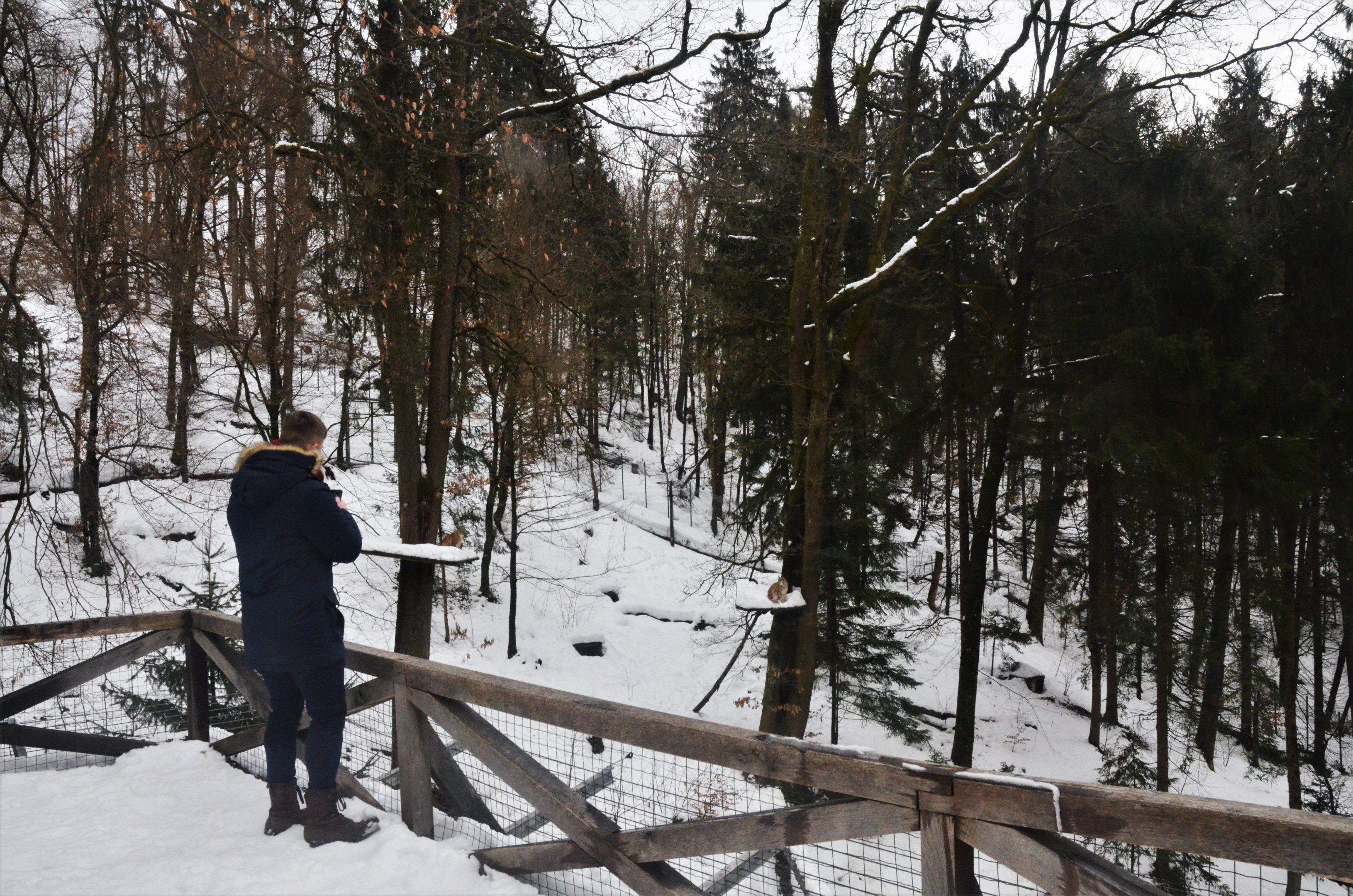 Carpathian Lynx Viewing at Ljubljana Zoo, 07/03/18