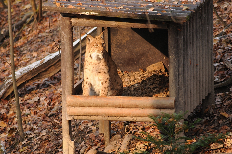 Carpathian lynx