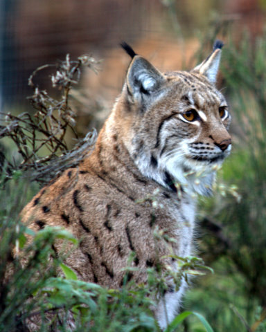 Carpathian Lynx