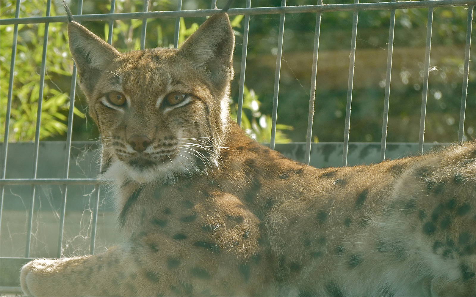 Carpathian Lynx