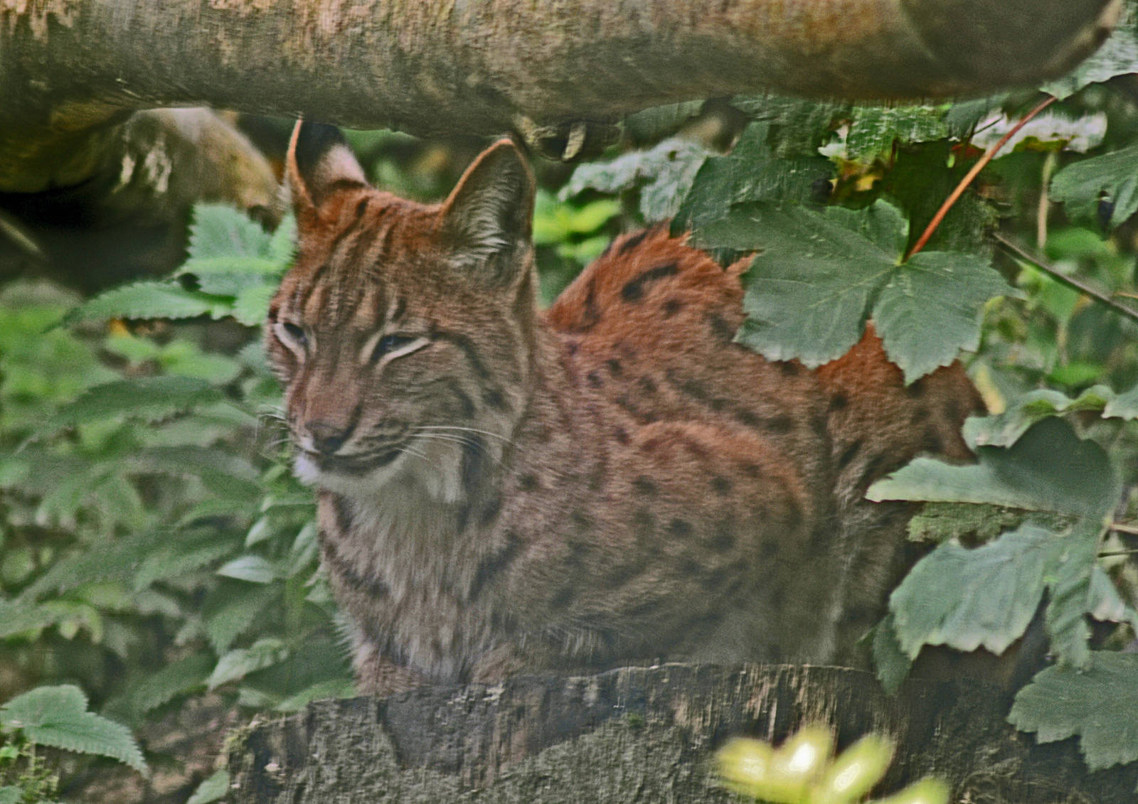 Carpathian Lynx