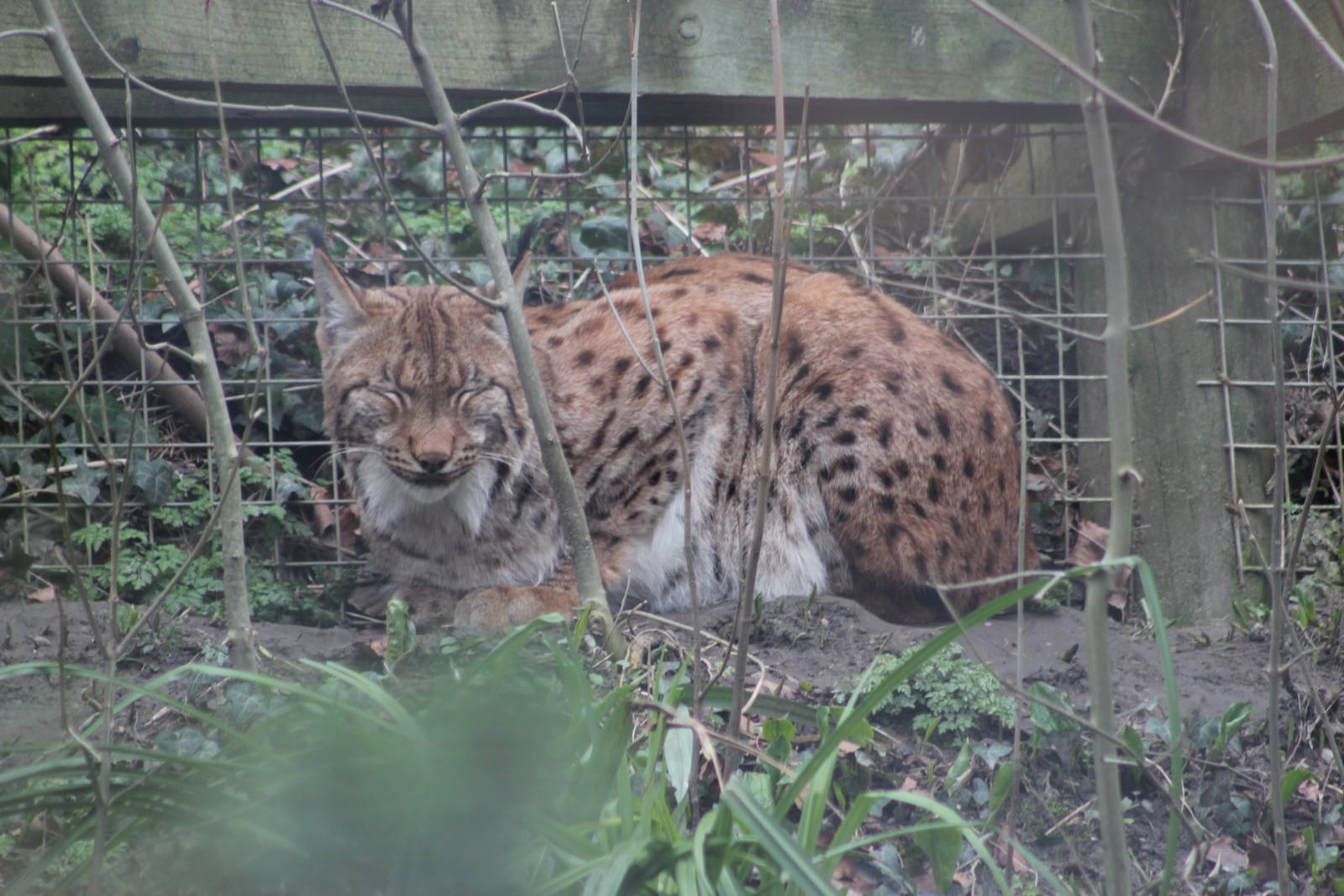 Carpathian lynx