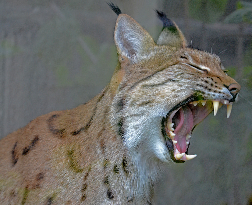Carpathian Lynx