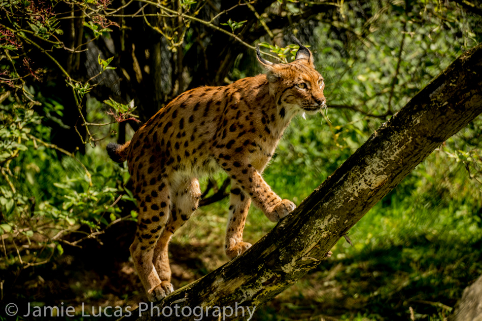 Carpathian Lynx