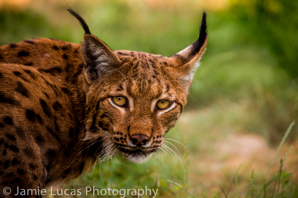 Carpathian Lynx