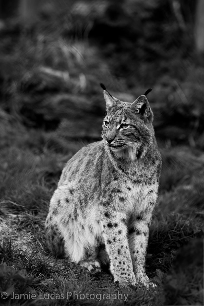 Carpathian Lynx