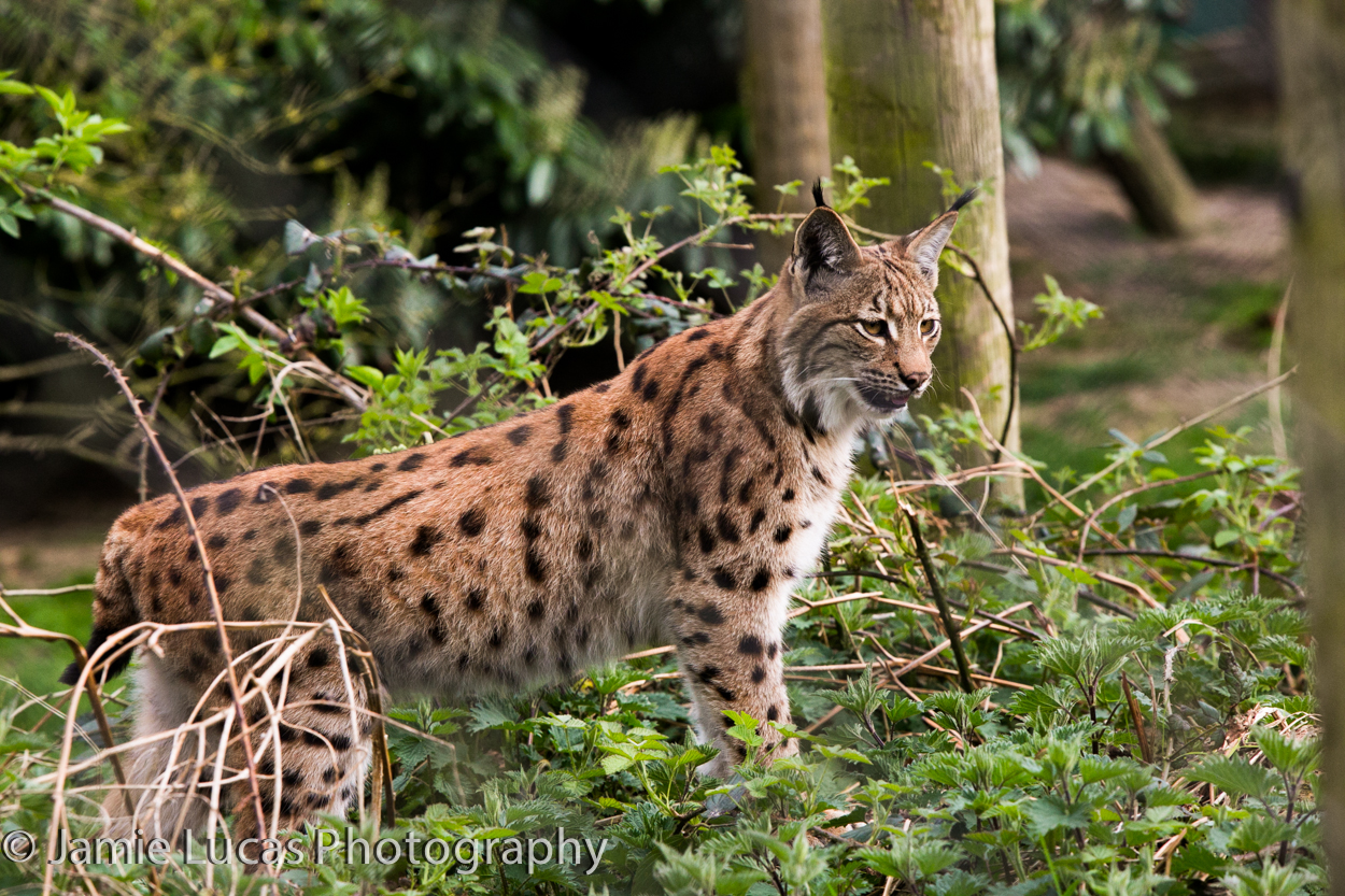 Carpathian Lynx