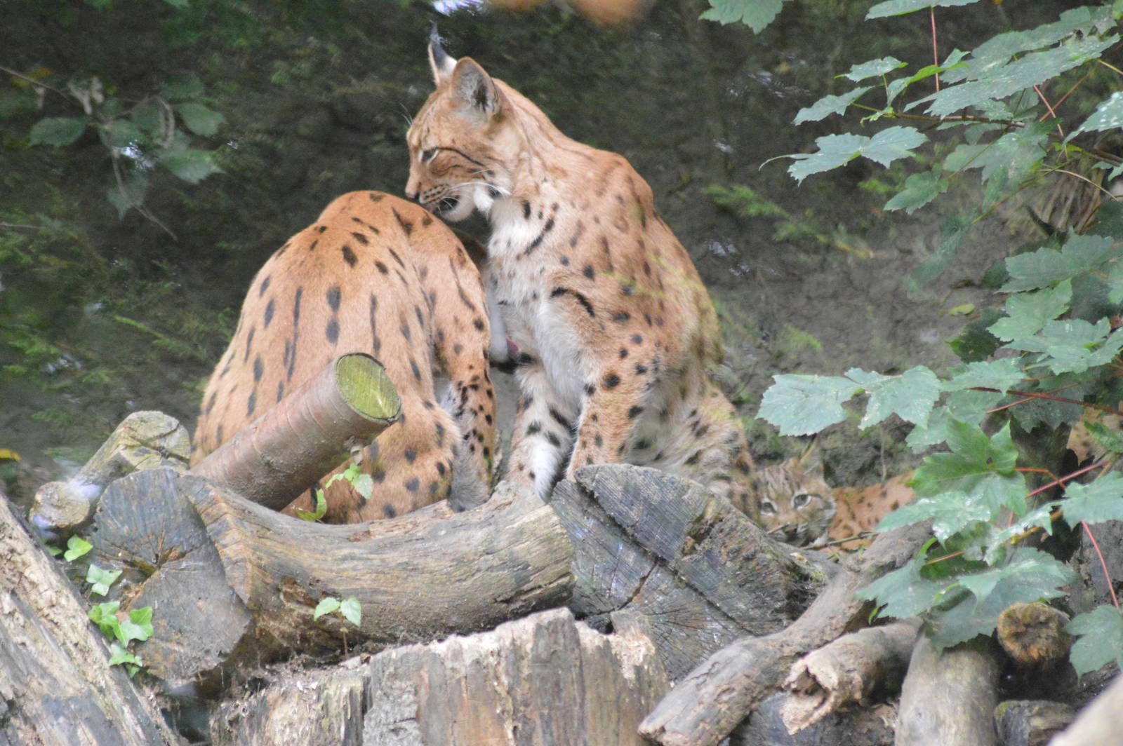 Carpathian lynx