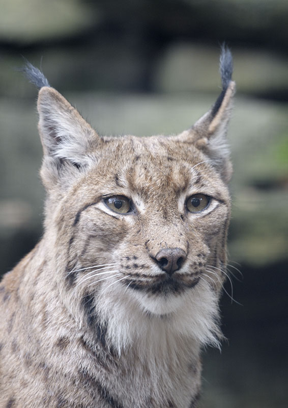 Carpathian lynx