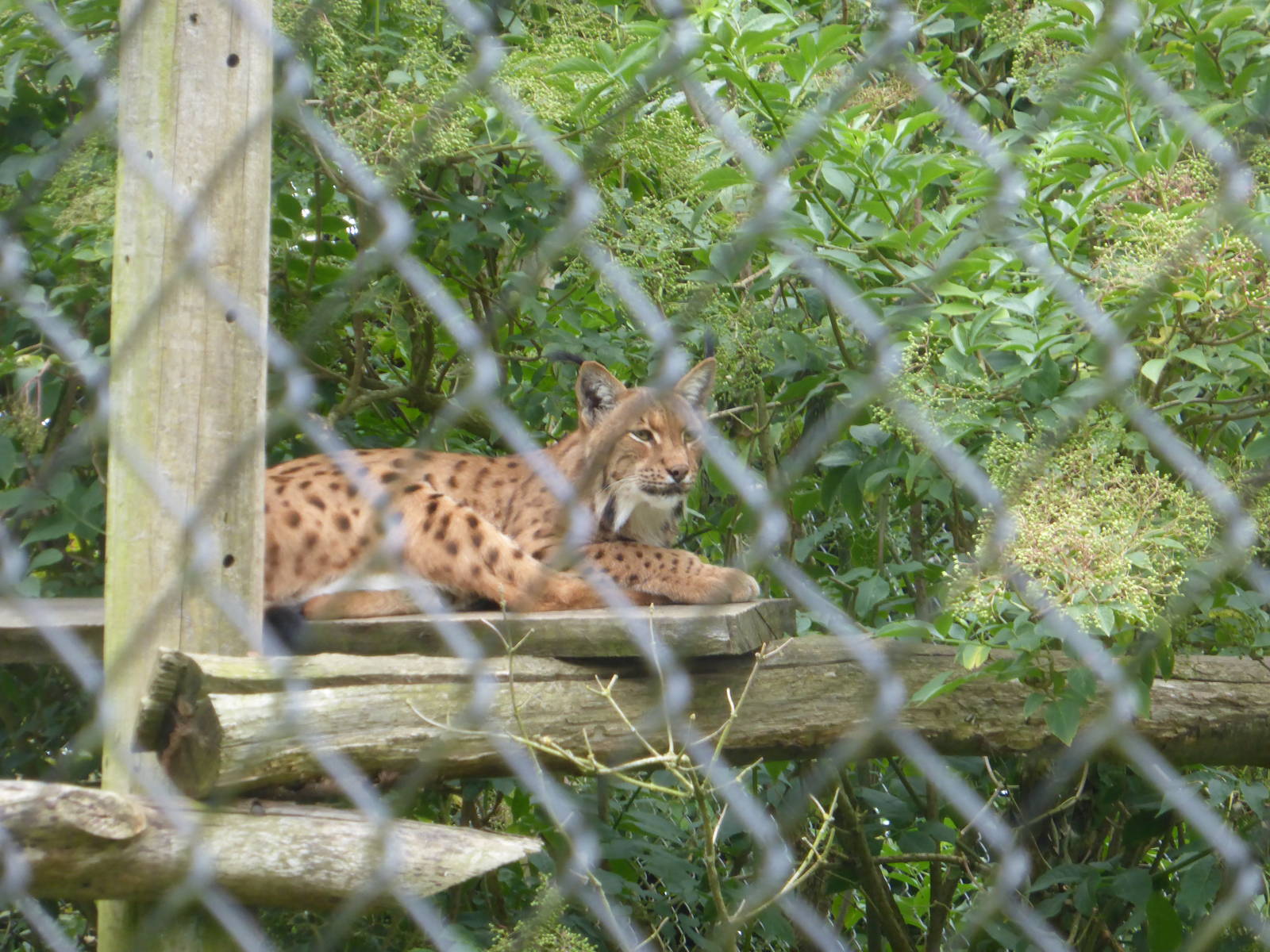 Carpathian lynx