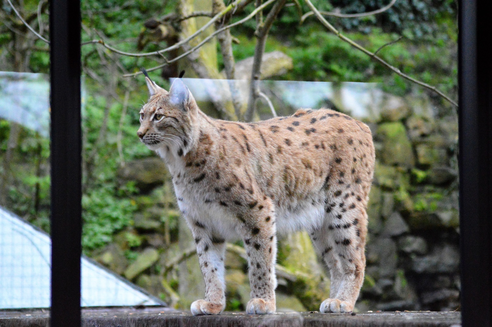 Carpathian lynx