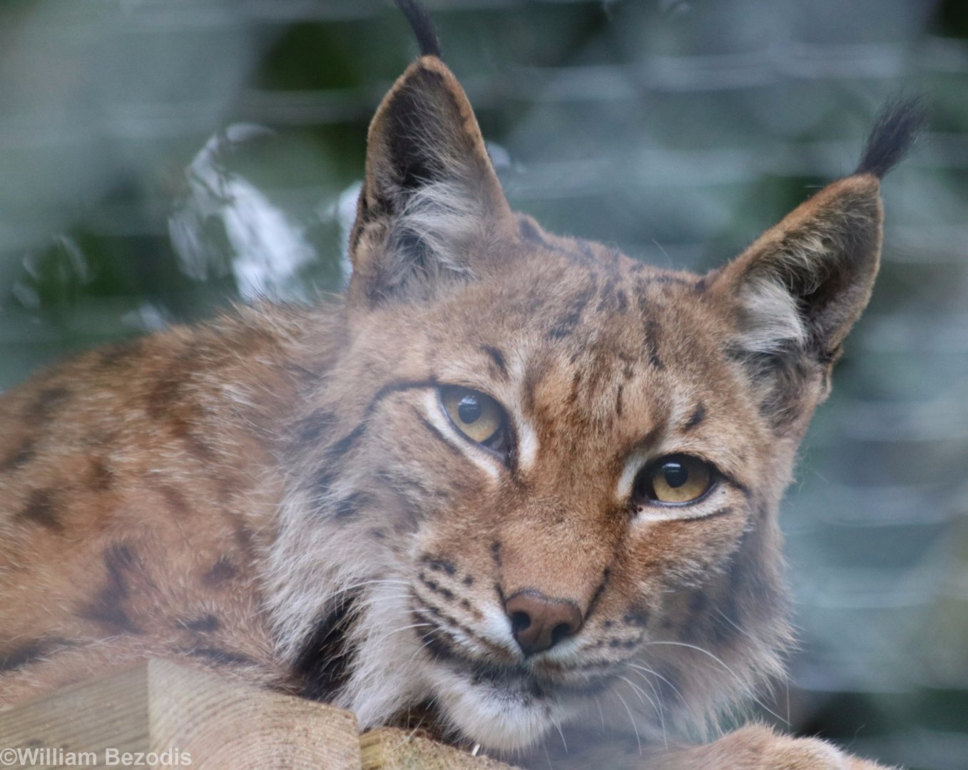 Carpathian Lynx