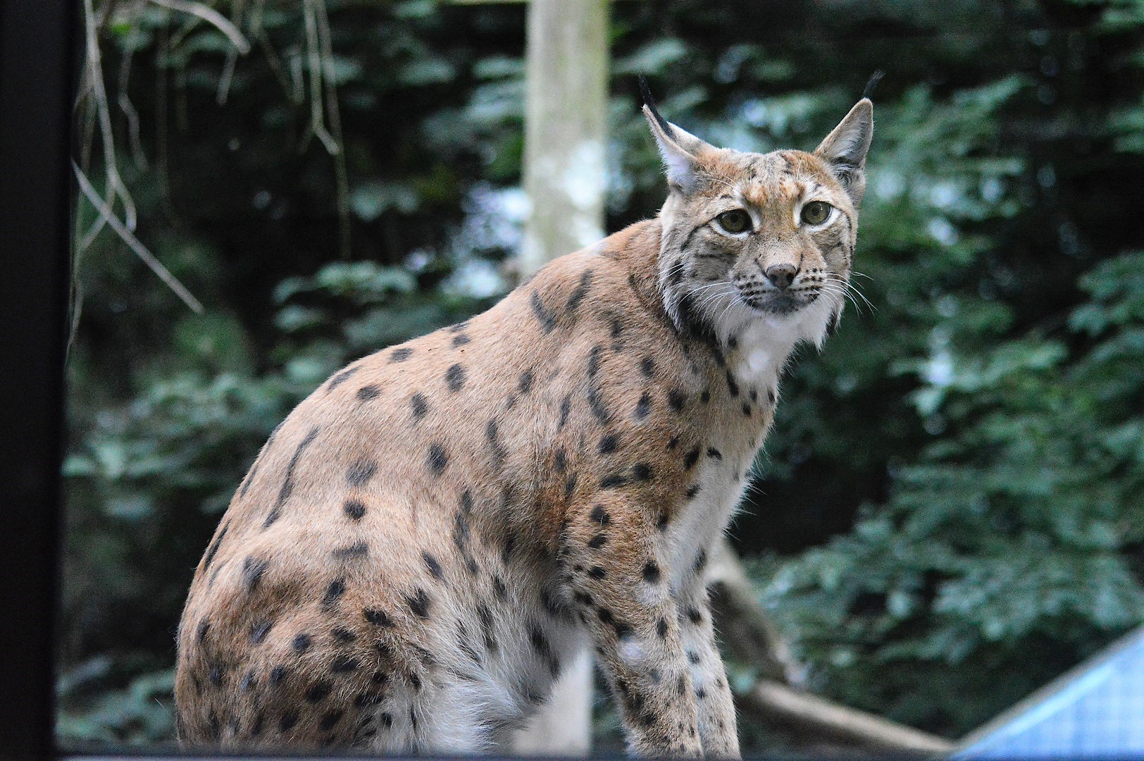 Carpathian lynx