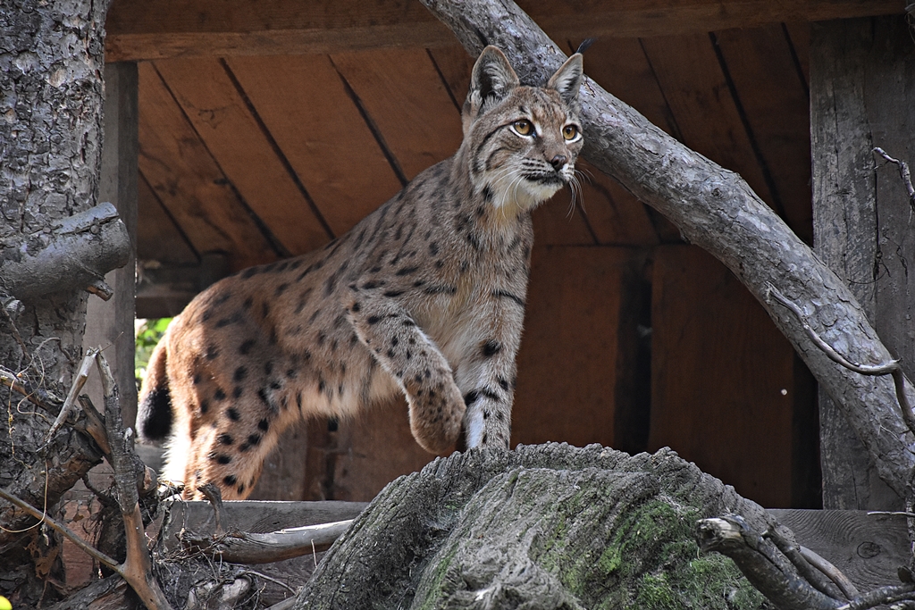Carpathian lynx