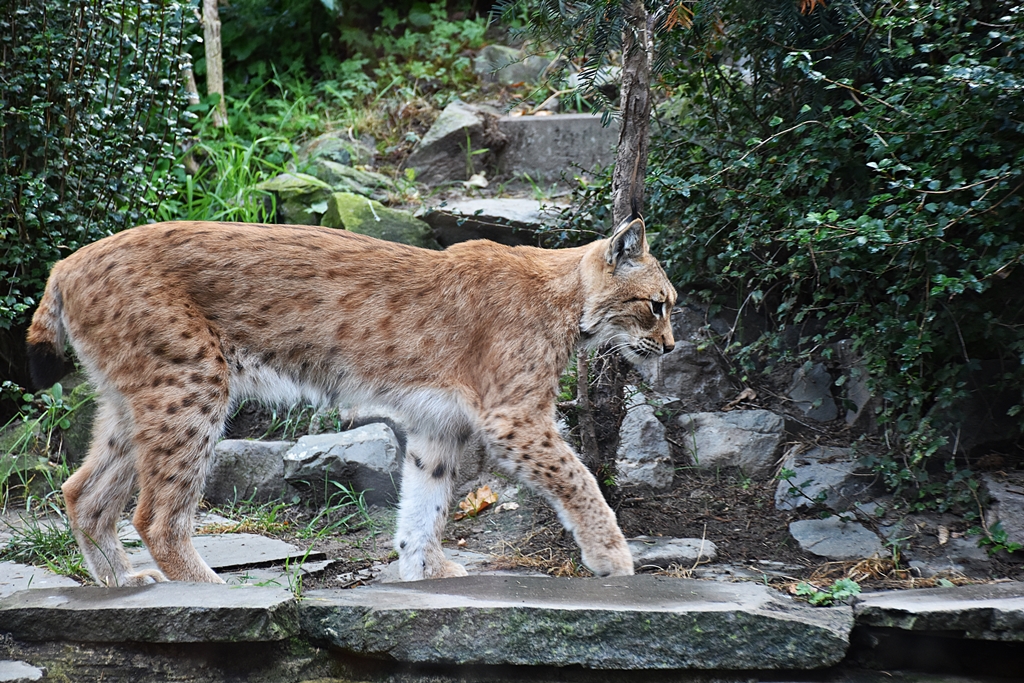 Carpathian lynx