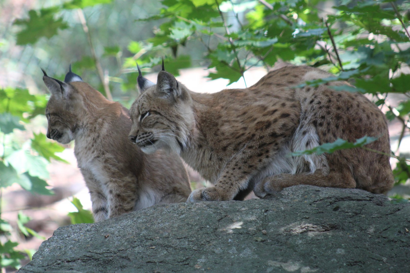 Carpathian Lynx