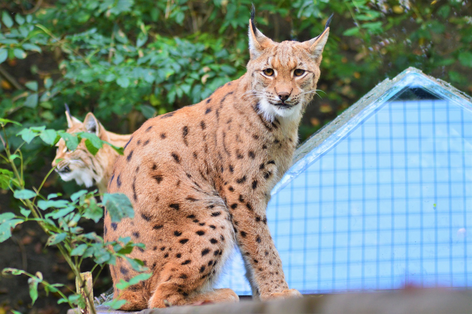 Carpathian lynx.