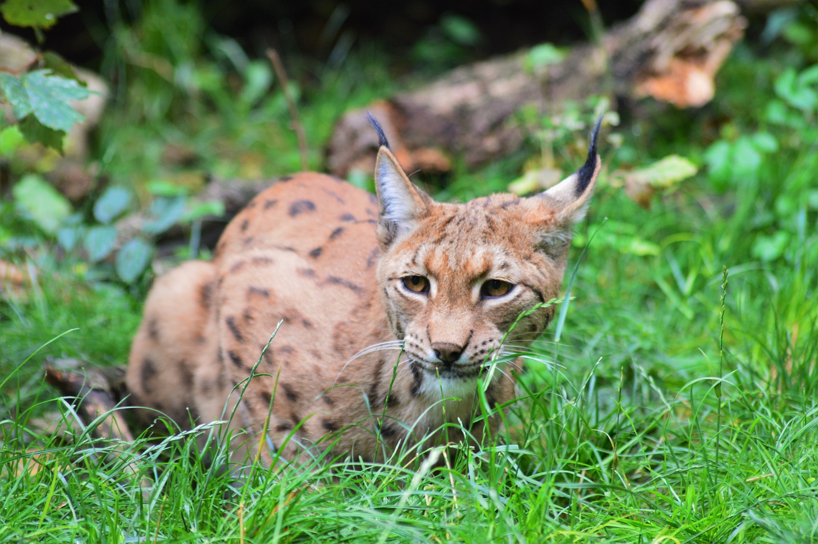Carpathian lynx
