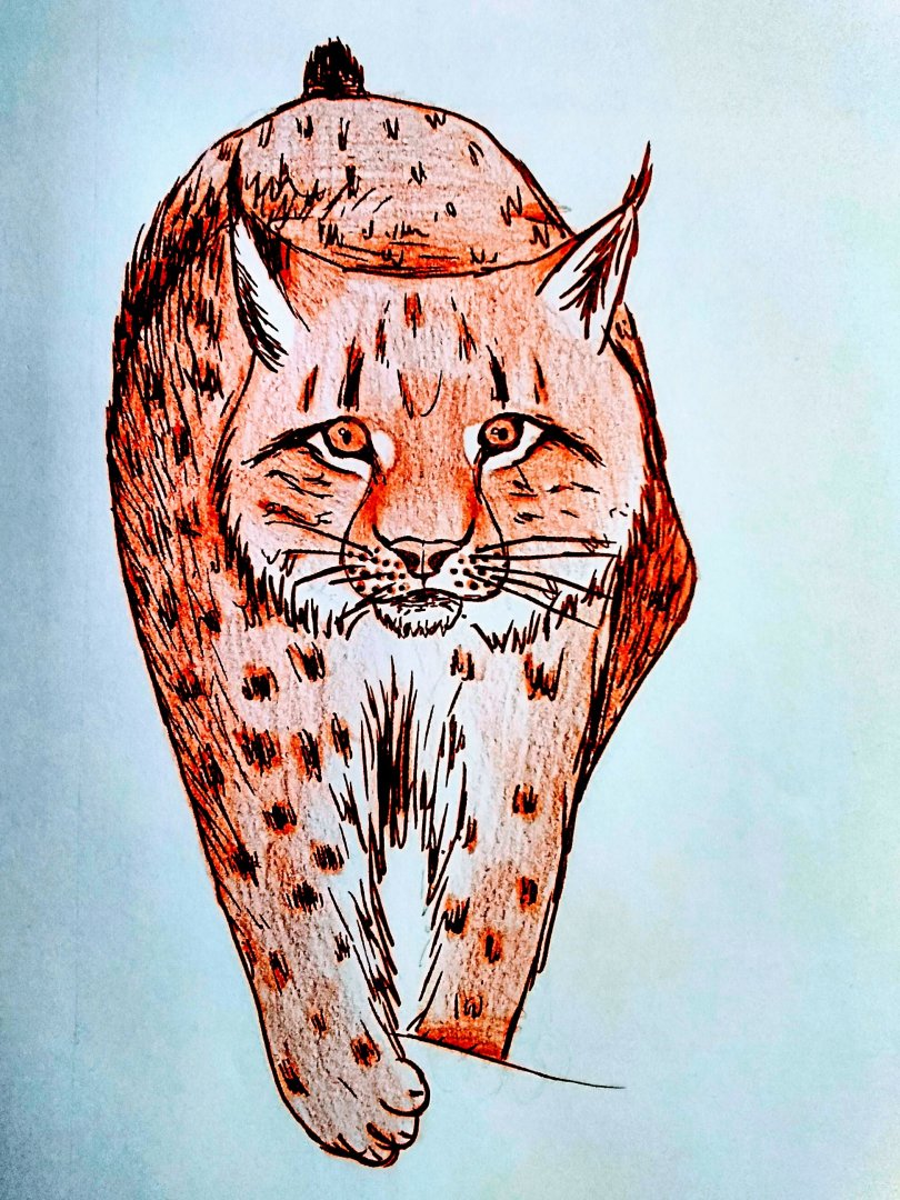 Carpathian lynx