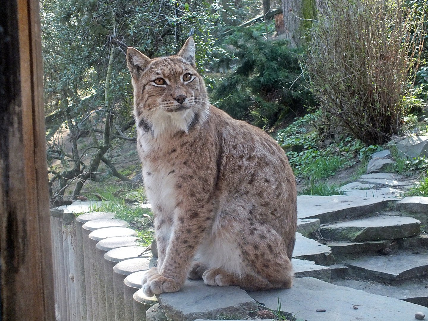 Carpathian lynx