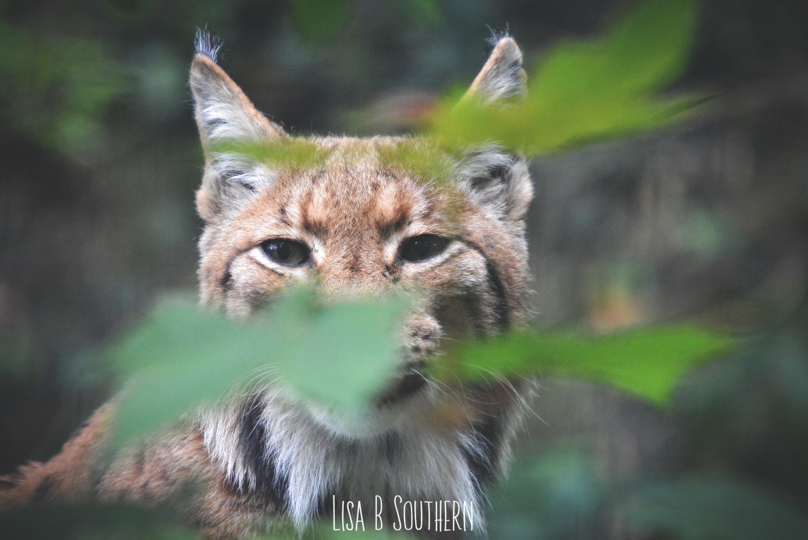 Carpathian lynx