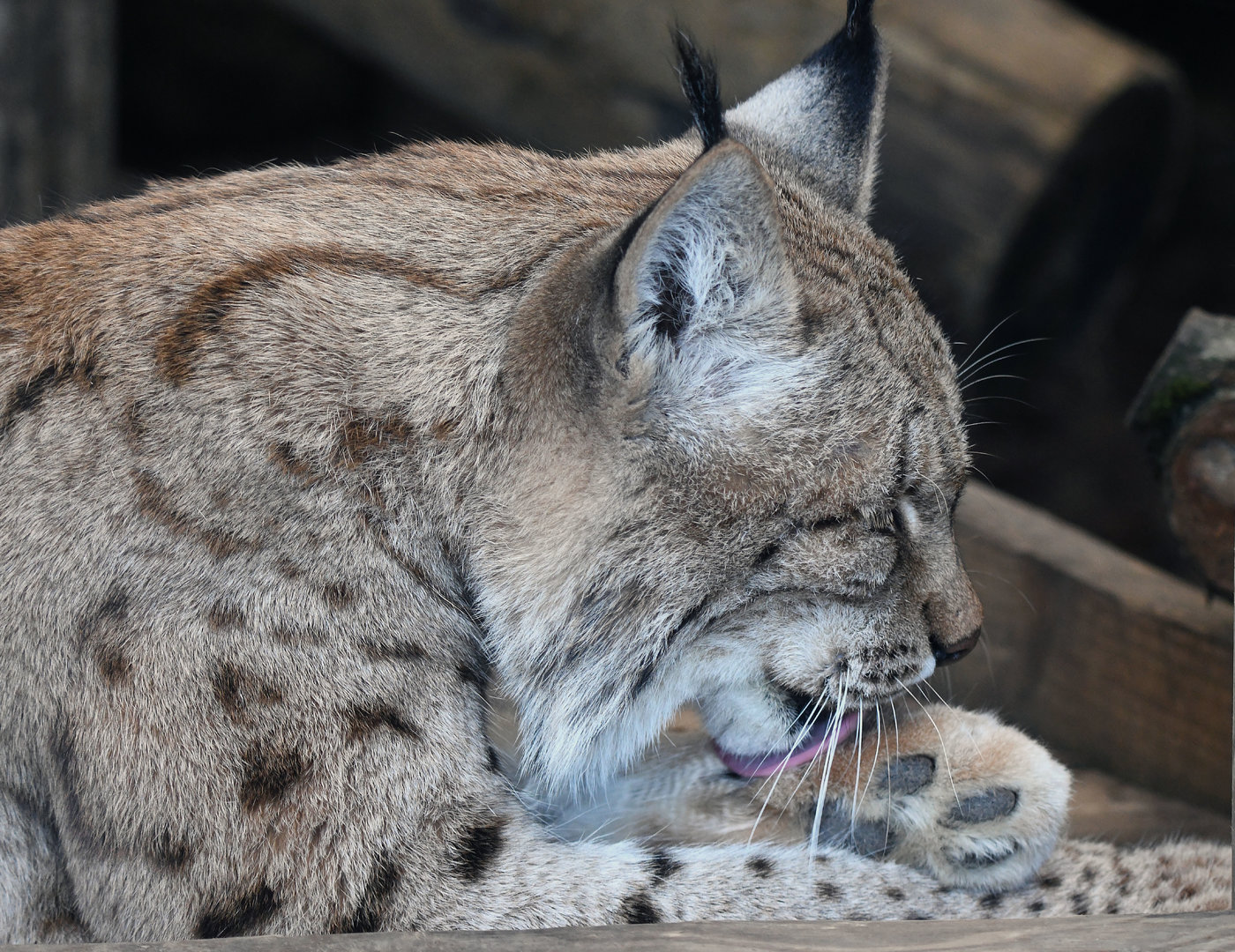 Carpathian Lynx