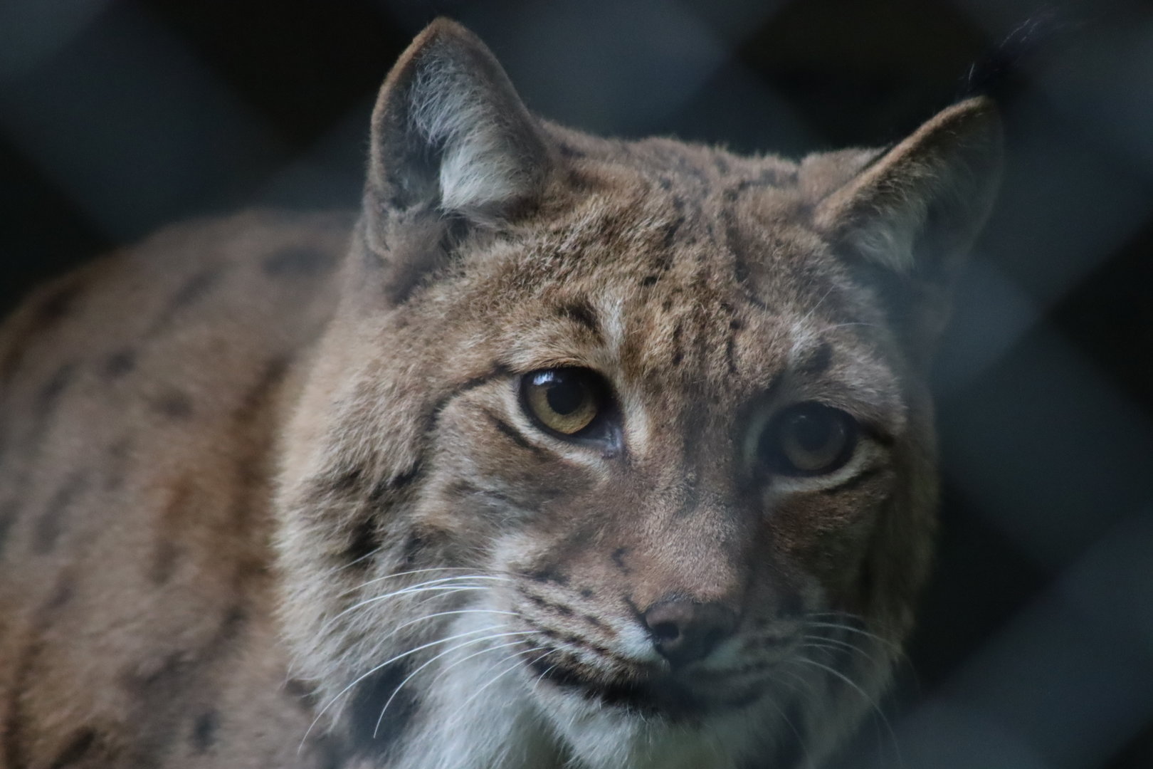 Carpathian Lynx