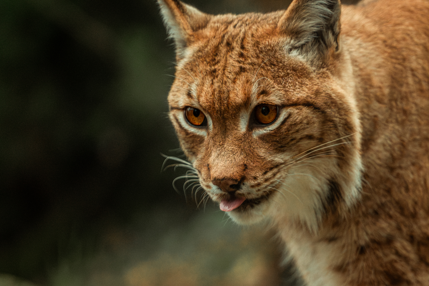Carpathian lynx