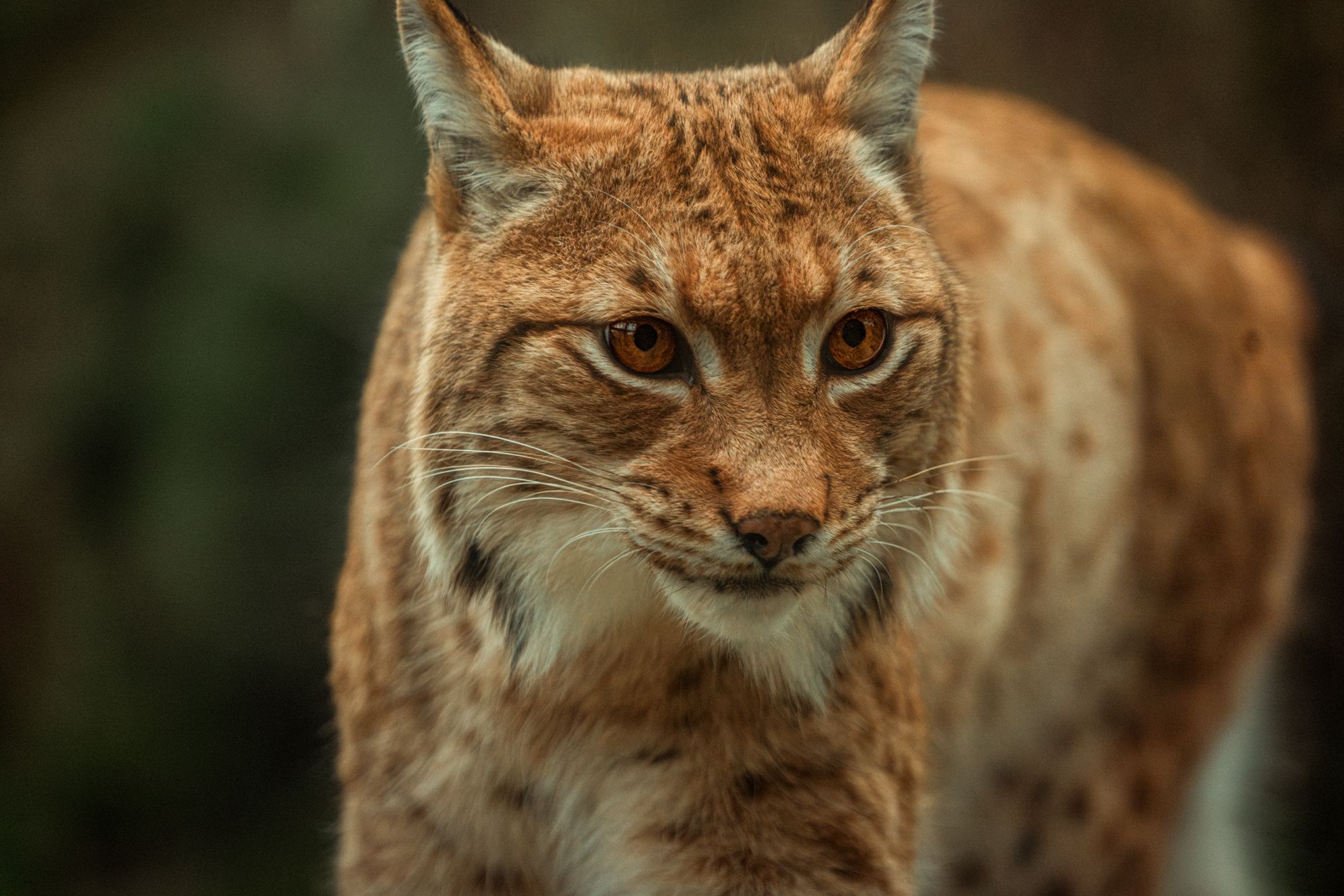 Carpathian lynx