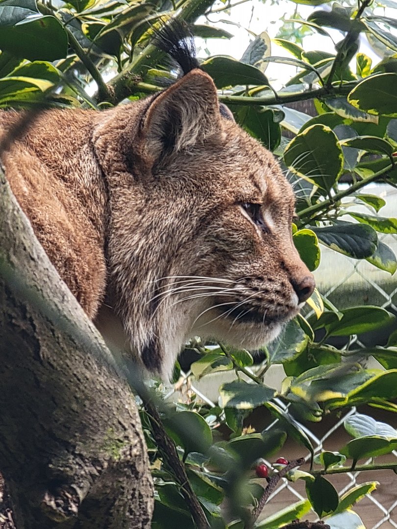 Carpathian Lynx