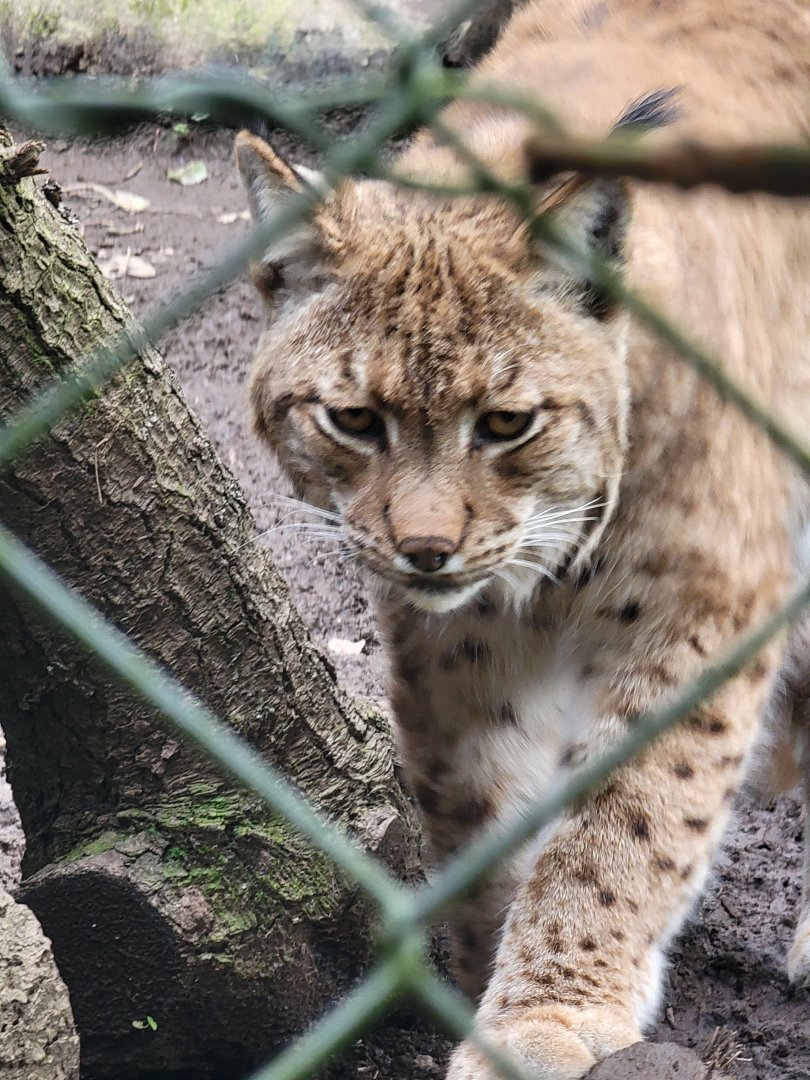 Carpathian Lynx