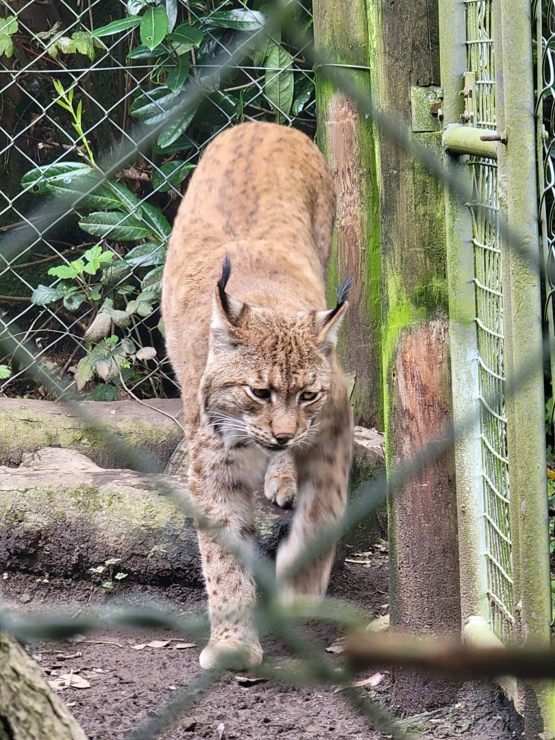 Carpathian Lynx