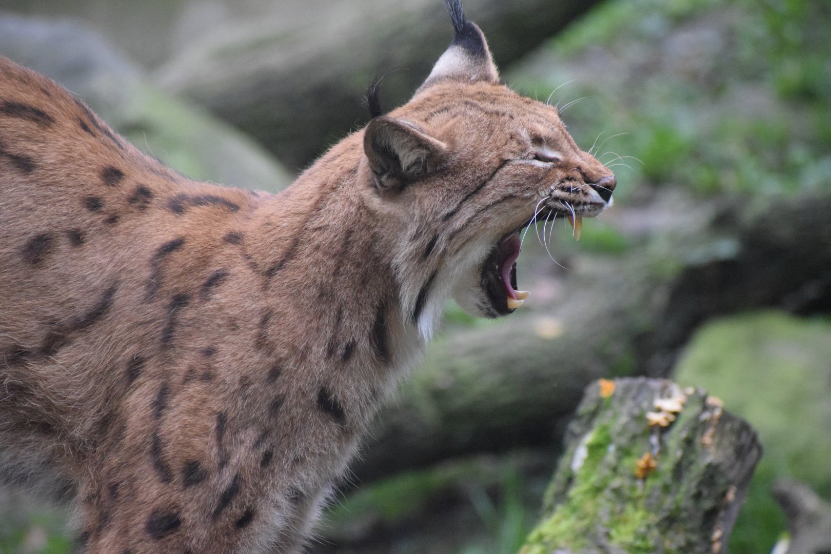 Carpathian lynx