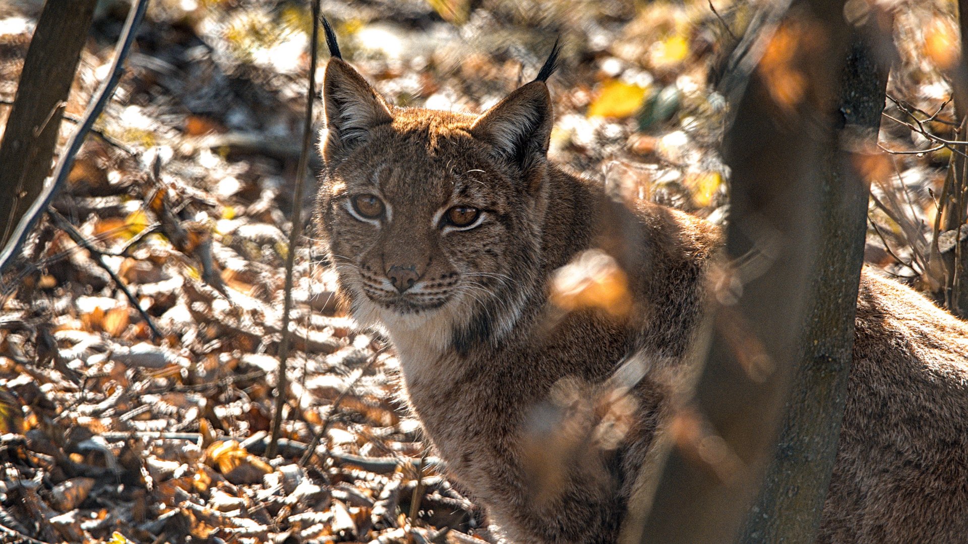 Carpathian lynx