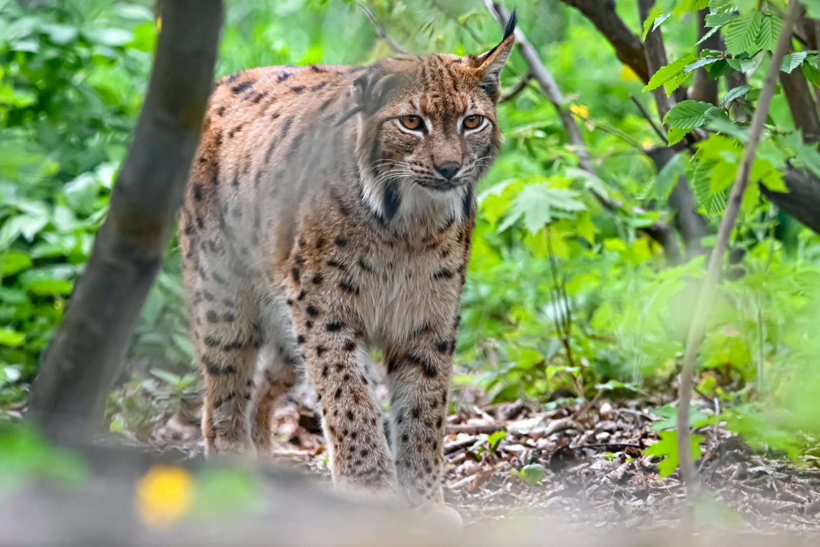 Carpathian lynx