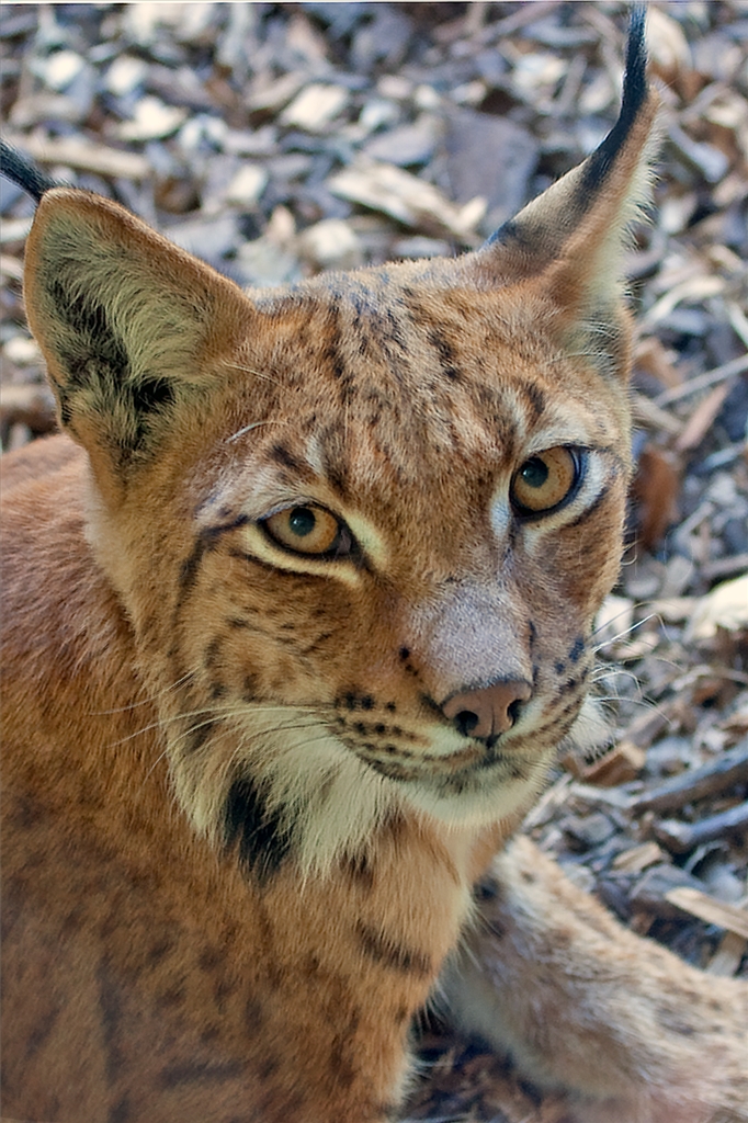Carpathian Lynx