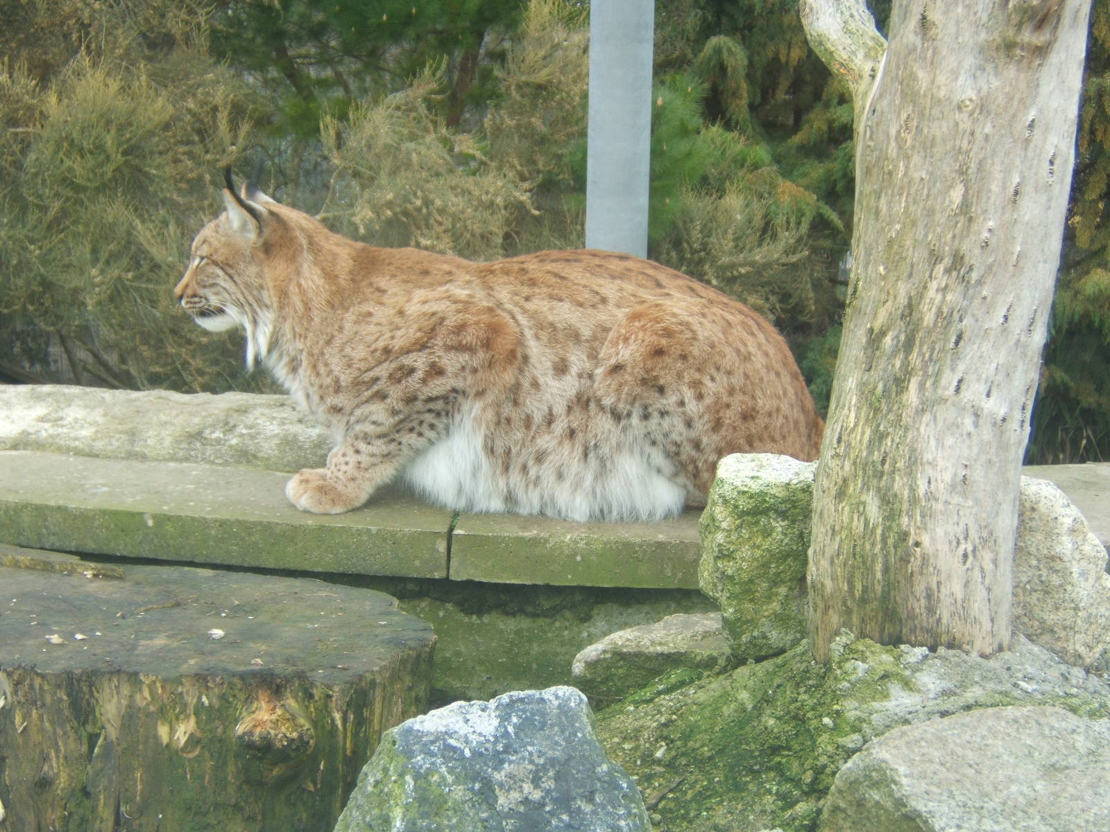Carpathian Lynx