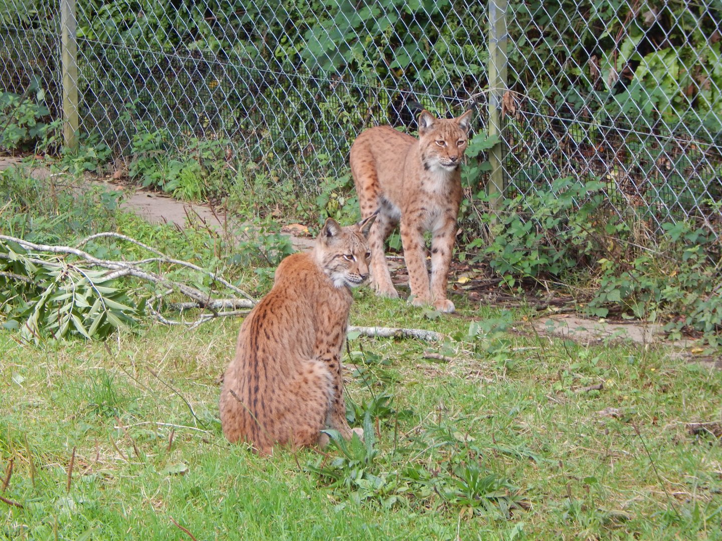 Carpathian lynxes 050925