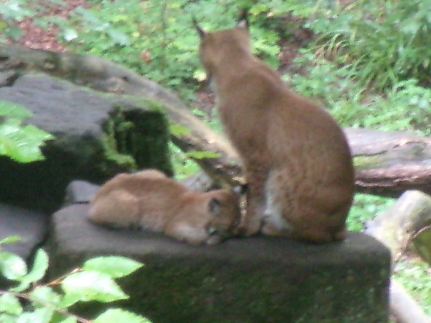 Carpathian lynxes (Lynx lynx carpathicus)