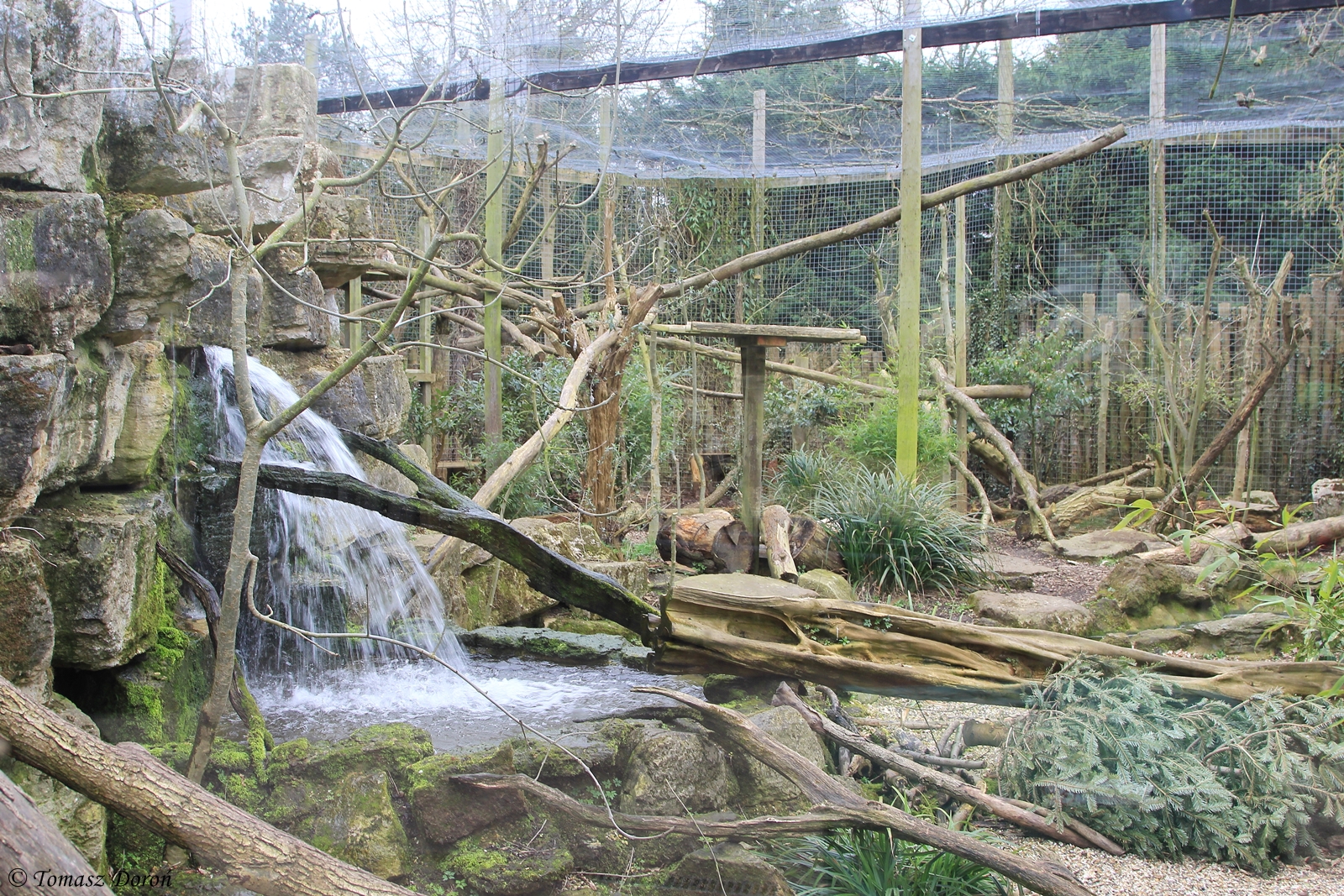 Carpathian Lynxs enclosure.