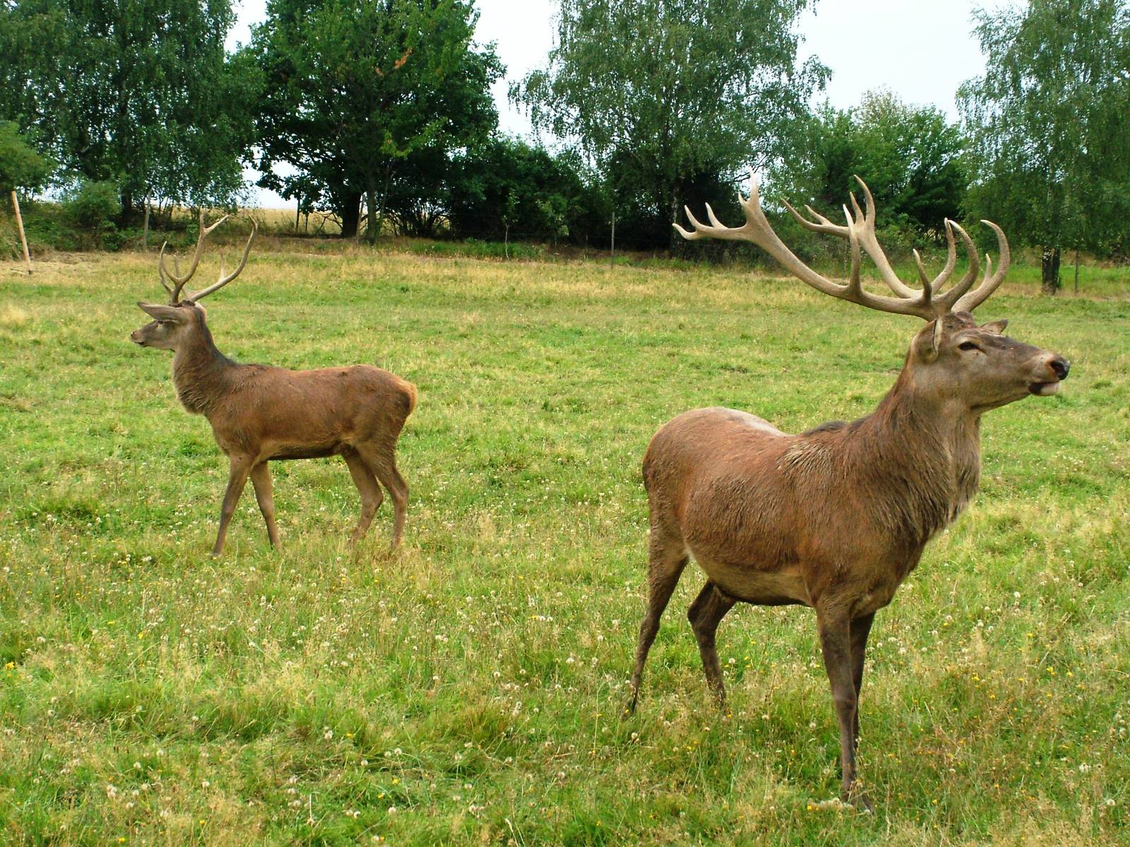 Carpathian Red Deer at Chomutov, 30/08/12