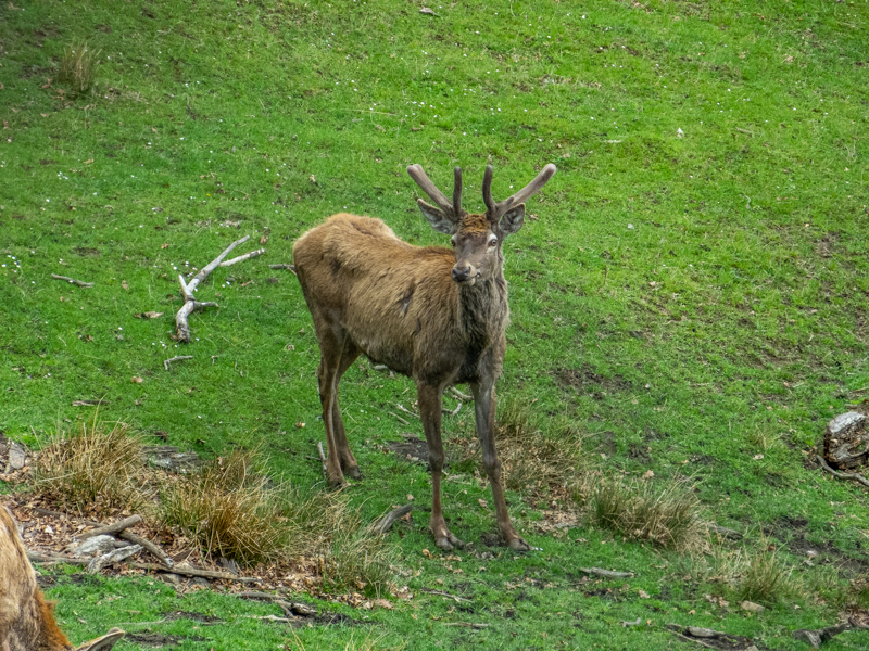 Carpathian red deer (Cervus elaphus carpathicus)