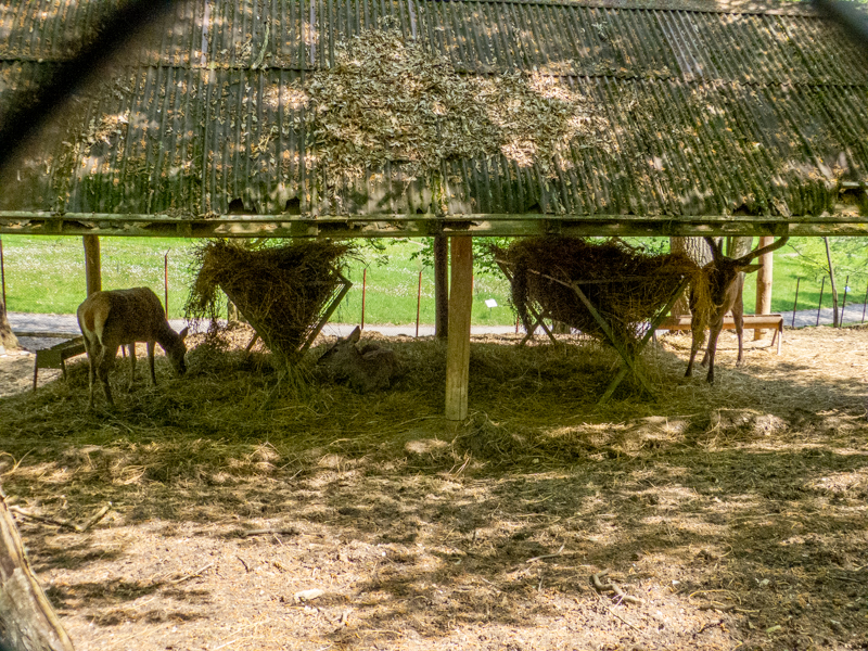 Carpathian red deer (Cervus elaphus montanus)
