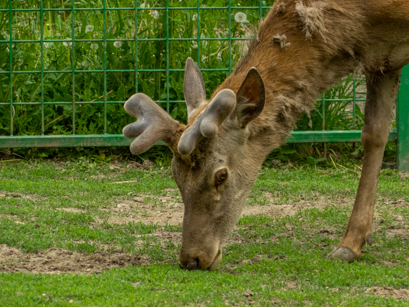 Carpathian red deer (Cervus elaphus)