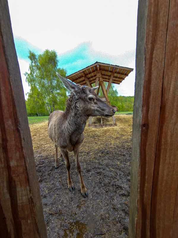 carpathian red deer (Cervus elaphus)